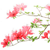 花の絵