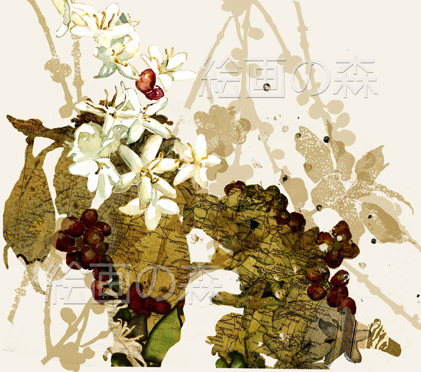 珈琲の花