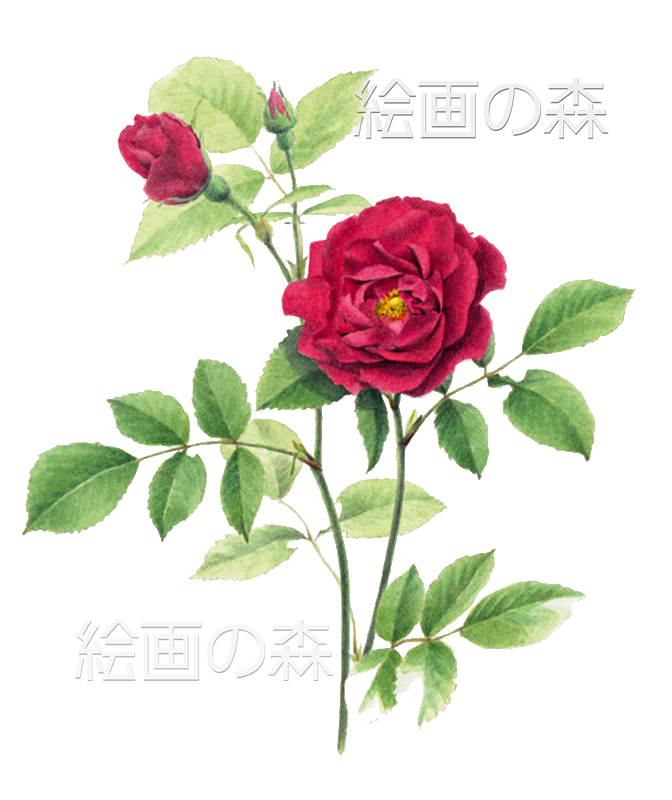 バラ拡大