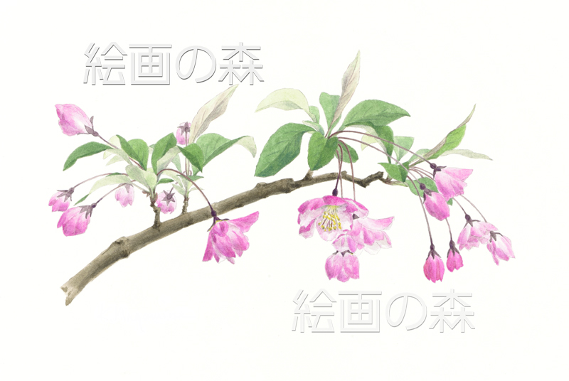 ハナカイドウ拡大