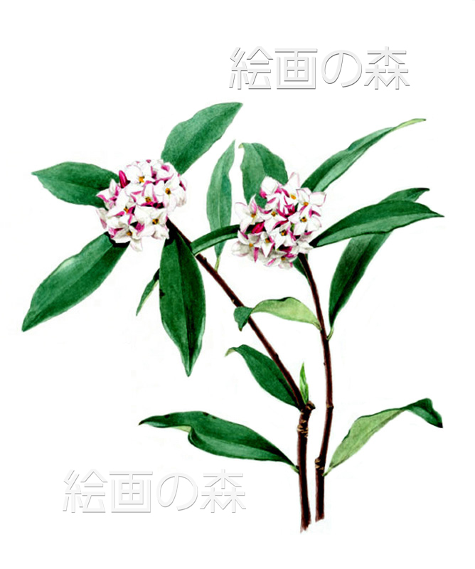 ジンチョウゲ拡大