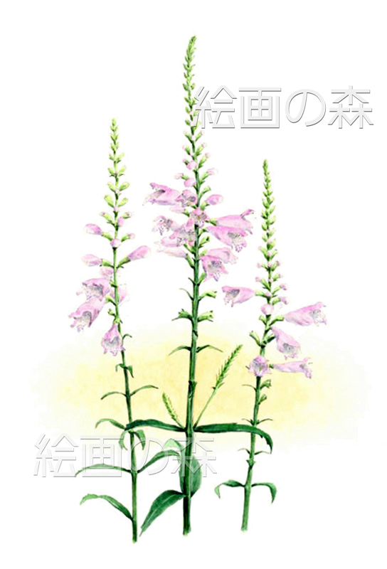 カクトラノオ拡大