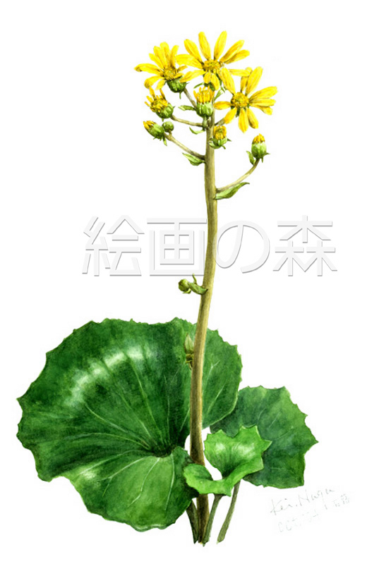 ツワブキ拡大