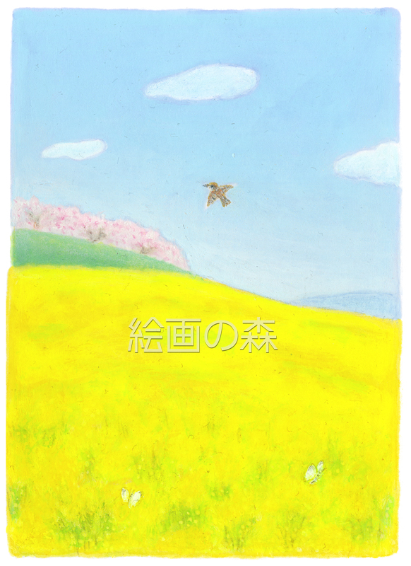 菜の花畑拡大