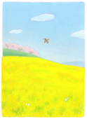 菜の花畑