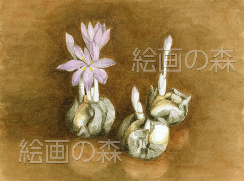 コルチカム拡大