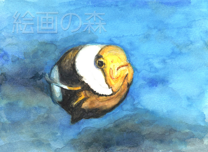 クマノミ