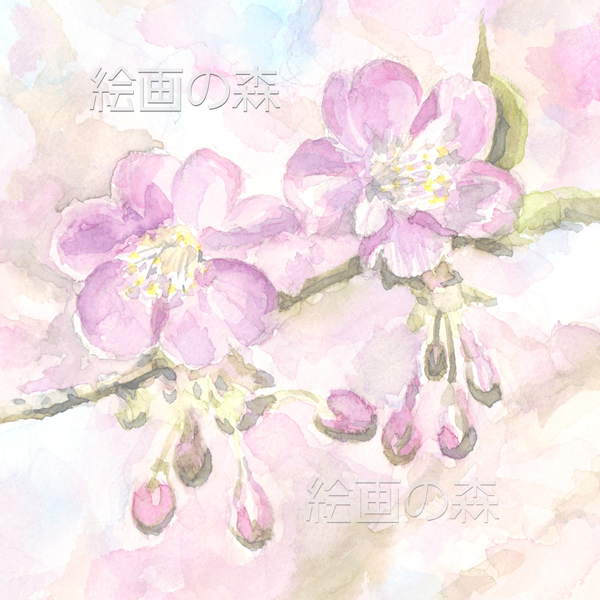 さくら
