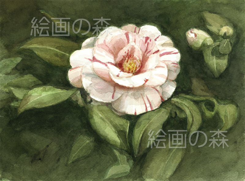 白い椿