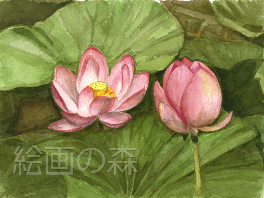 なかよし（大賀はす）