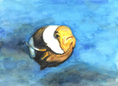 クマノミ